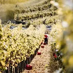 Fabiani, Historic Wine Estate,