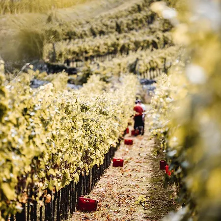 Fabiani, Historic Wine Estate,
